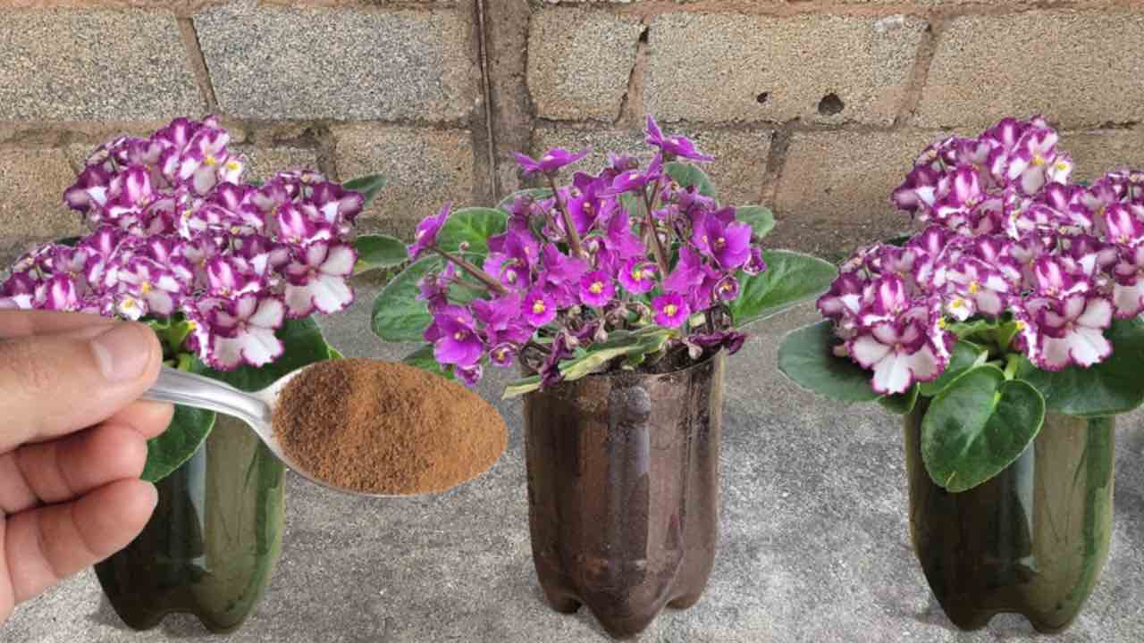 ingrediente para flores