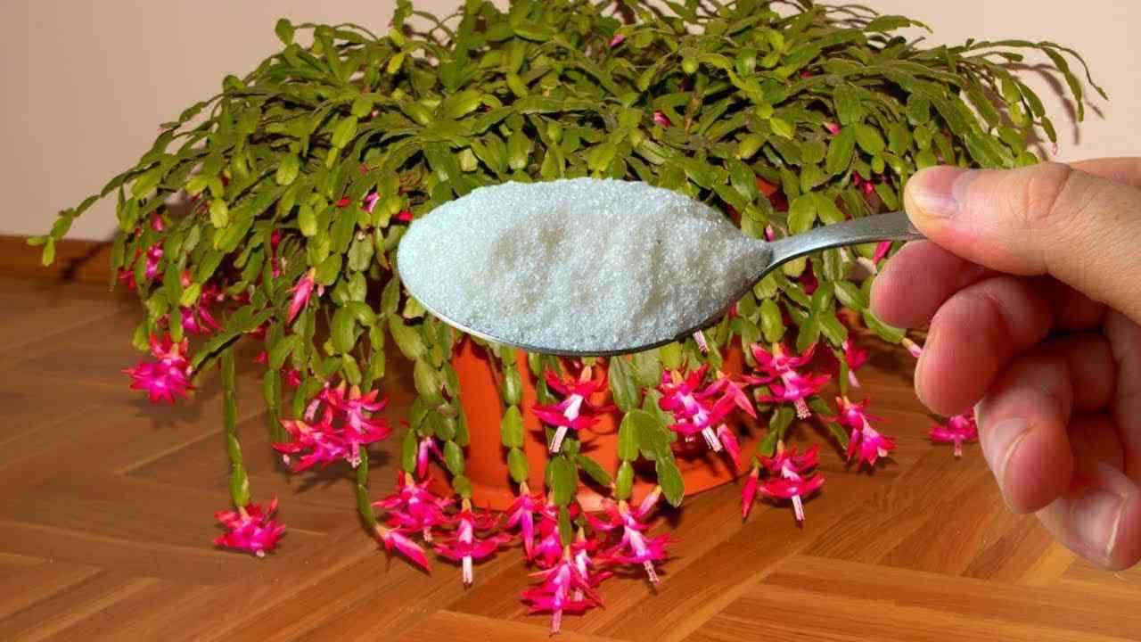 Plantas floreciendo