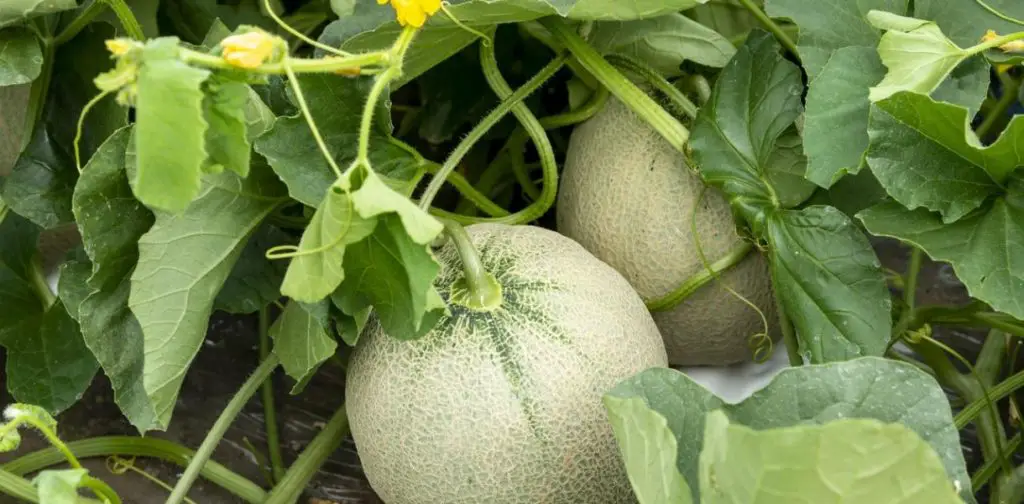 10 consejos para cultivar y cosechar melones jugosos y deliciosos – Mis Consejos Jardinería