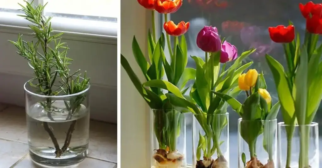 10 flores y plantas que puedes cultivar fácilmente en un vaso de agua para mantener tu hogar siempre con olor – Mis Consejos Jardinería