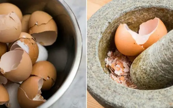 10 ingeniosos usos de las cáscaras de huevo para el hogar y el jardín – Mis Consejos Jardinería