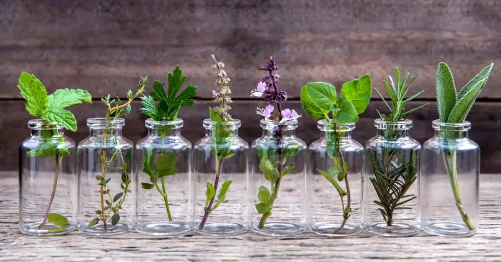 10 plantas aromáticas que no necesitan tierra para crecer – Mis Consejos Jardinería