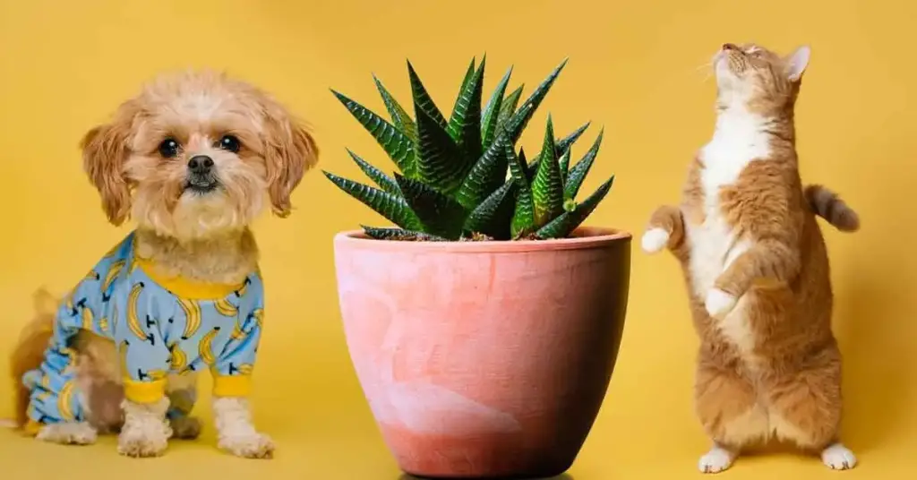 10 plantas de interior que son seguras para las mascotas – Mis Consejos Jardinería