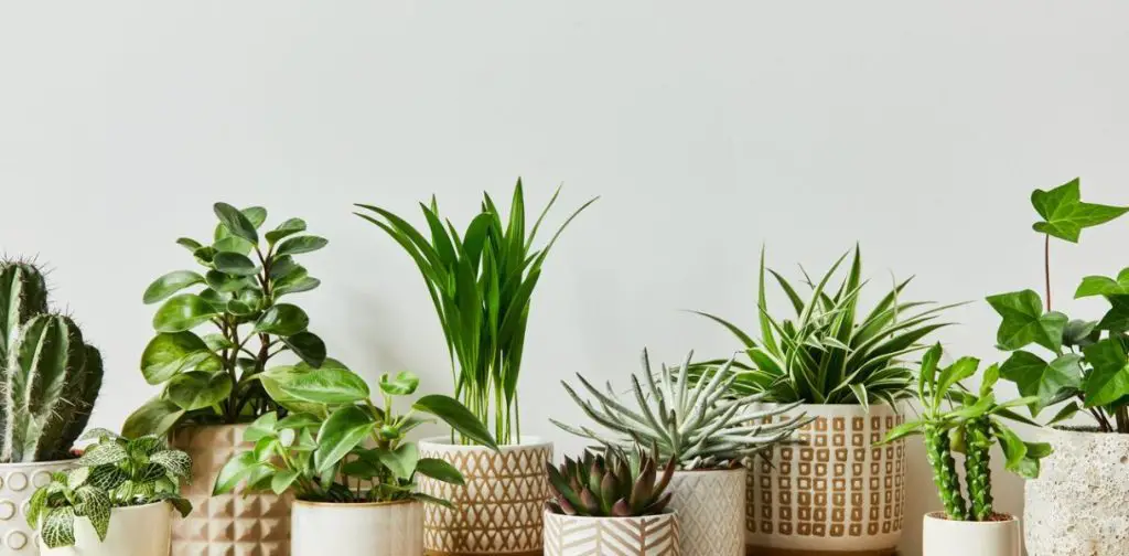 10 plantas de interior que son súper fáciles de mantener, ¡incluso si no tienes un pulgar para la jardinería! – Mis Consejos Jardinería