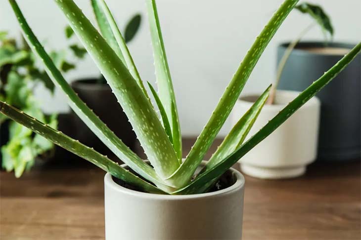 Aloe vera