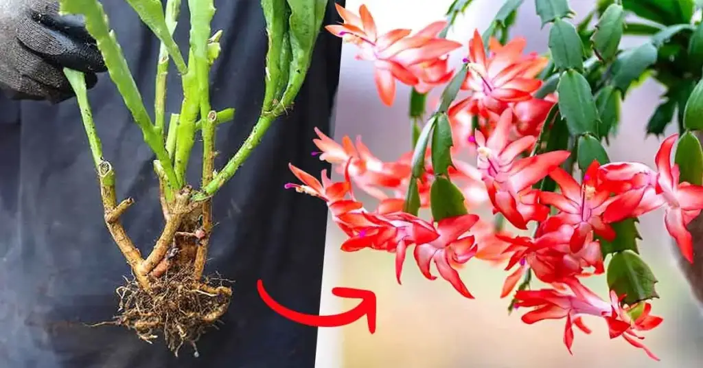 10 plantas de interior resistentes y fáciles de cuidar – Mis Consejos Jardinería