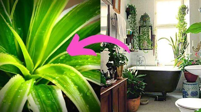 10 plantas que absorben la humedad de forma natural en toda tu casa. – Mis Consejos Jardinería
