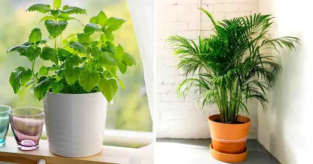 10 plantas que absorben la humedad en la casa en invierno – Mis Consejos Jardinería