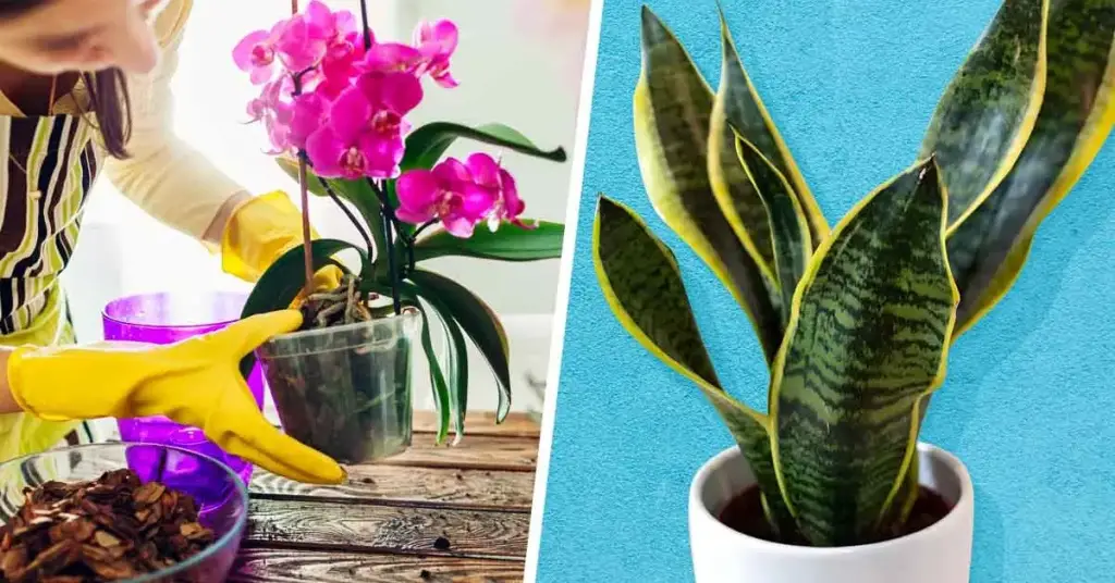 10 plantas que casi nunca necesitarás regar – Mis Consejos Jardinería