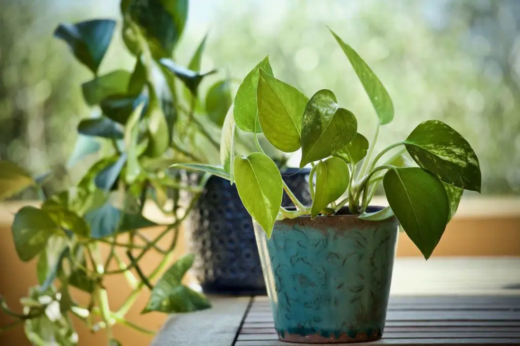10 plantas que purifican el aire del hogar, eliminando sustancias tóxicas y energías negativas – Mis Consejos Jardinería