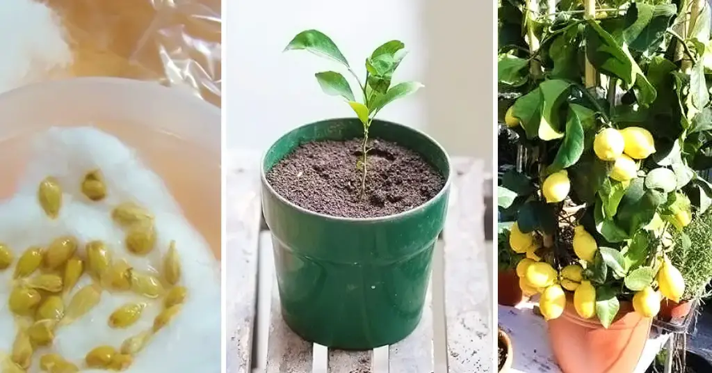10 sencillos consejos para cultivar un limonero en maceta – Mis Consejos Jardinería