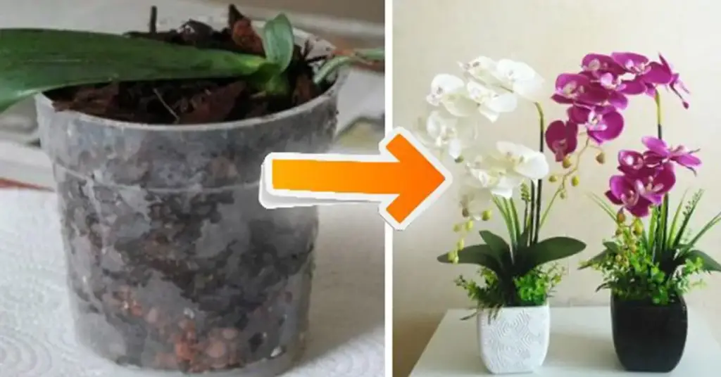 10 sencillos y prácticos consejos para hacer florecer orquídeas en casa – Mis Consejos Jardinería