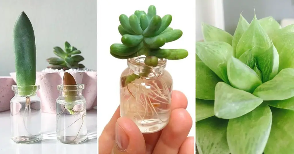 10 suculentas que puedes mantener en agua y no se pudren – Mis Consejos Jardinería