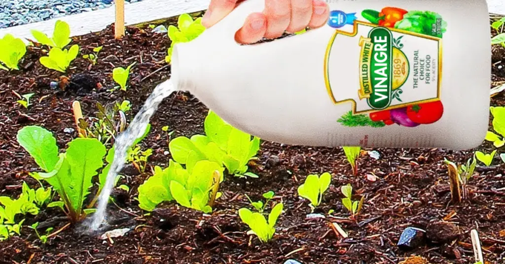 10 usos inteligentes del vinagre blanco para el jardín – Mis Consejos Jardinería
