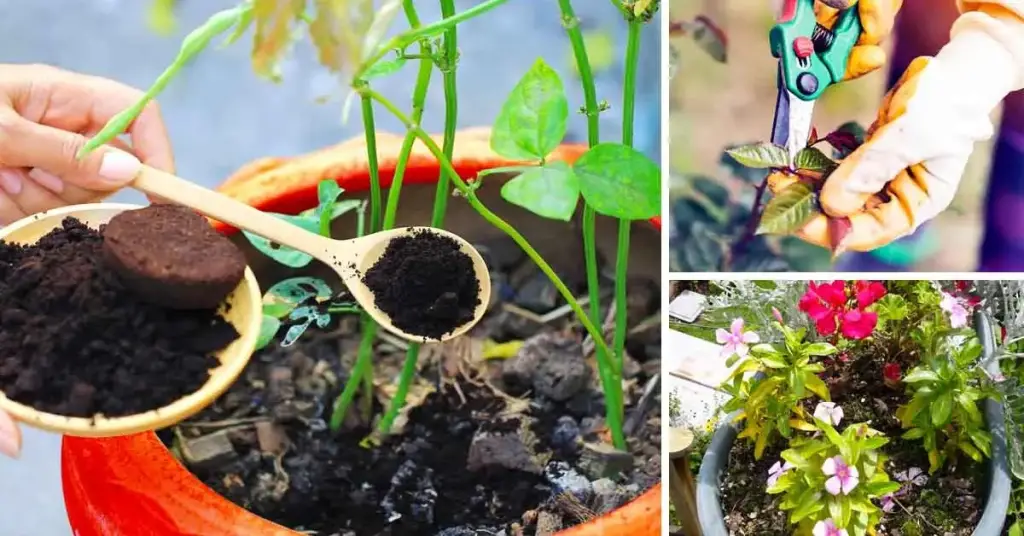12 consejos para que tus plantas florezcan – Mis Consejos Jardinería