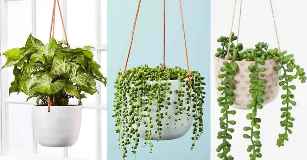 12 plantas de interior para colgar y realzar tu hogar – Mis Consejos Jardinería