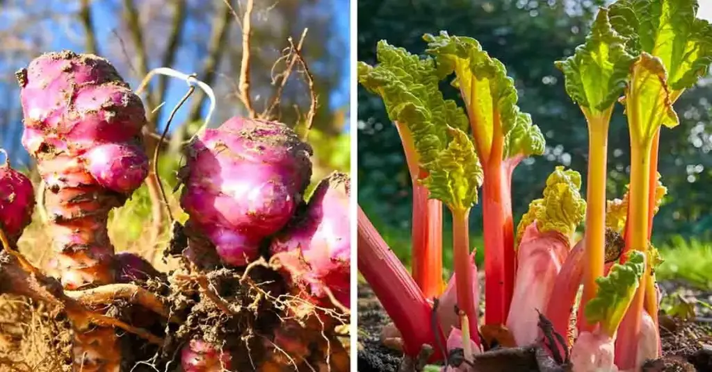 13 verduras que puedes plantar una vez y cosechar durante años – Mis Consejos Jardinería