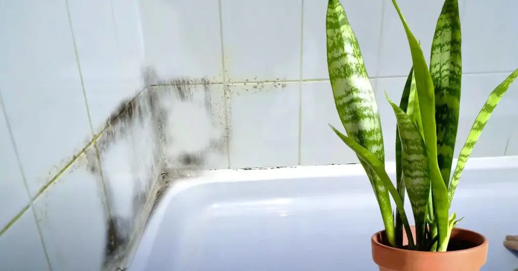 17 plantes qui absorbent l’humidité dans la salle de bain – Mis Consejos Jardinería