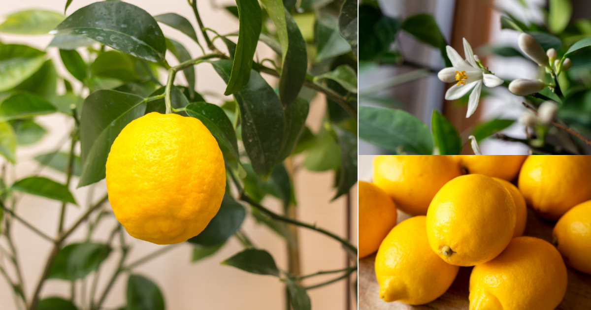 How To Grow A Meyer Lemon Tree Indoors