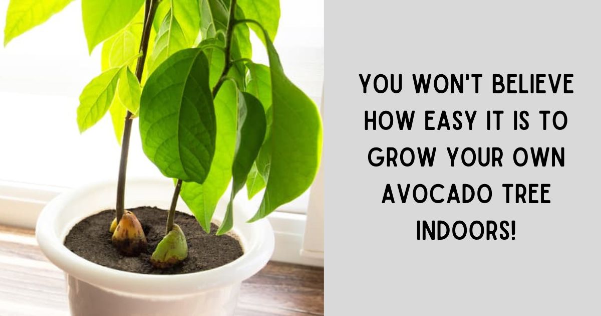 You won’t believe how easy it is to grow your own avocado tree indoors!