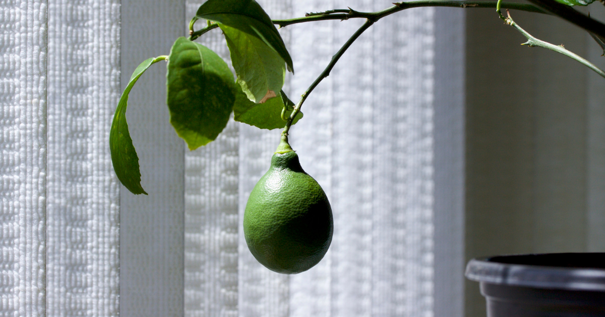 5 Tips for Successfully Growing Lemons Indoors