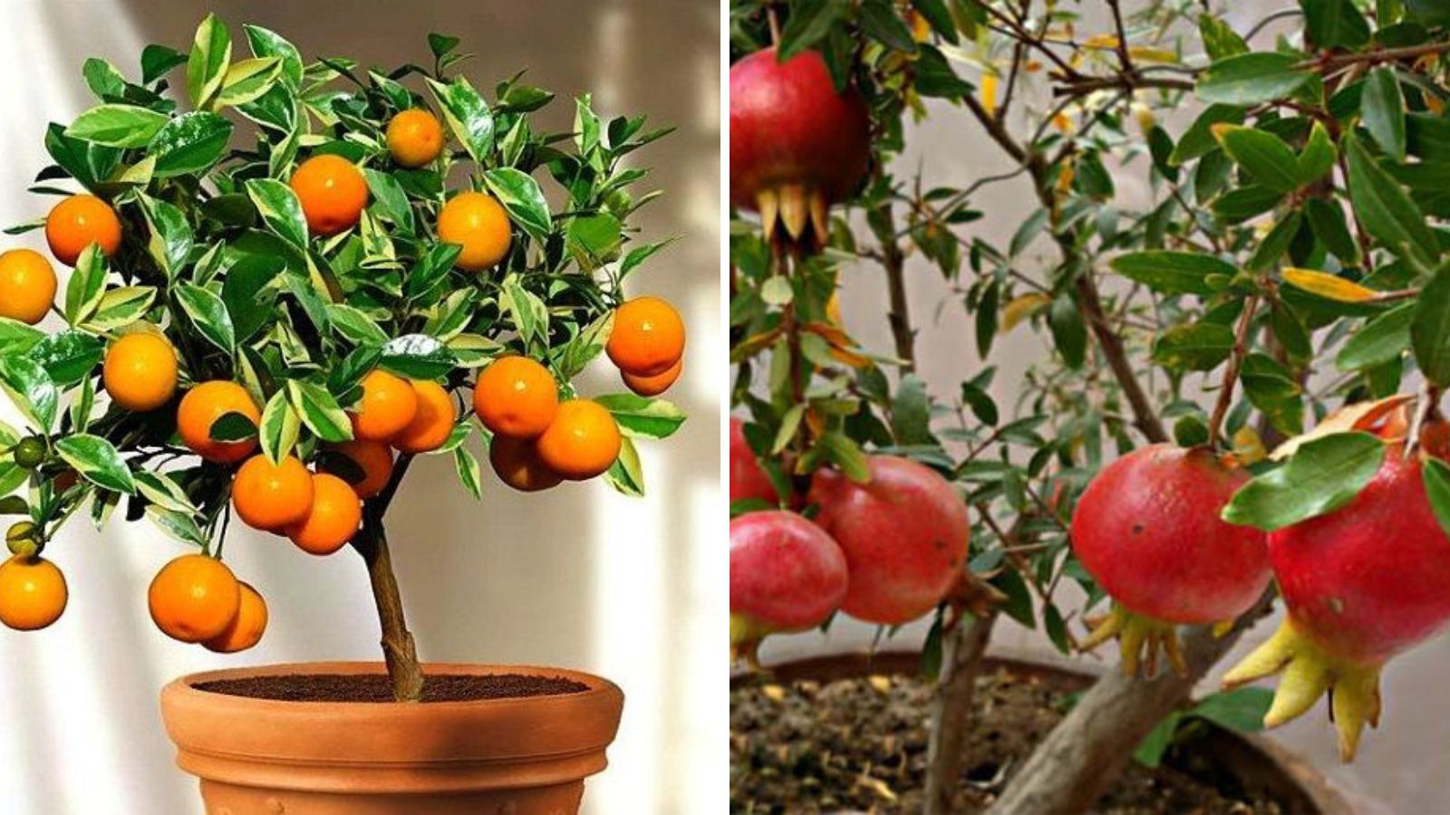 Absolutely Stunning Fruit Trees That Grow Great in Containers