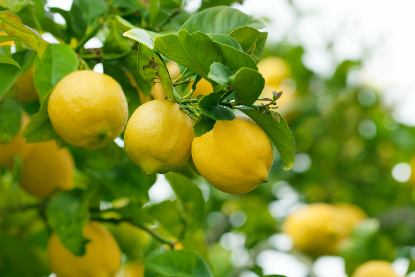 How to Grow Lemon Tree in Pots