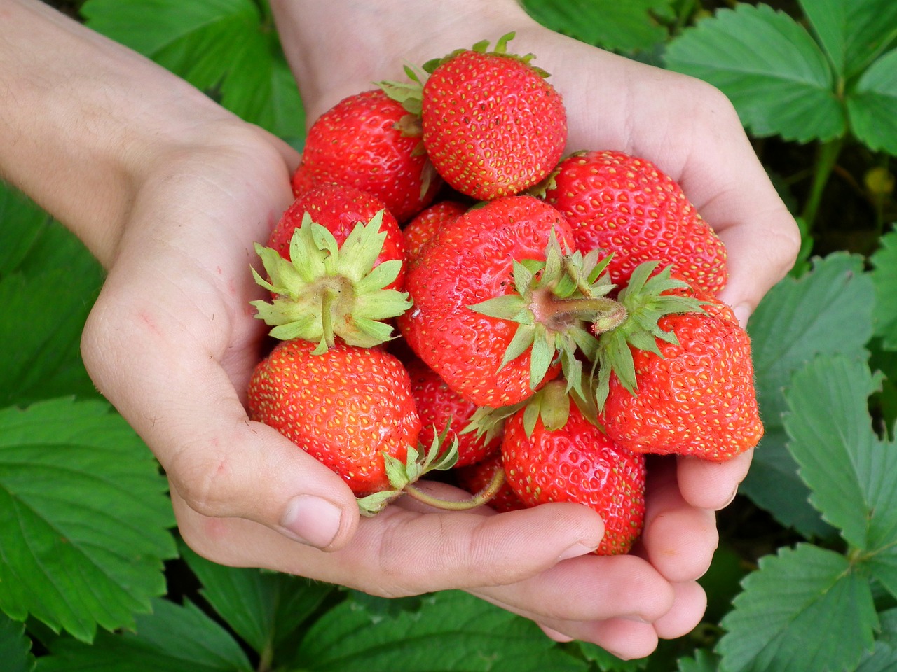6 Secrets for Your Best Strawberry Harvest Every Year