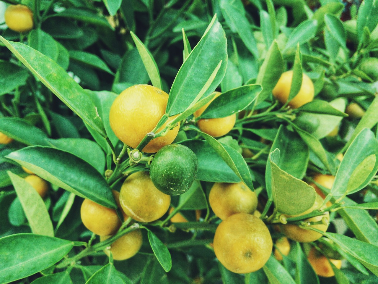 How to Grow Lemon Tree From Seeds