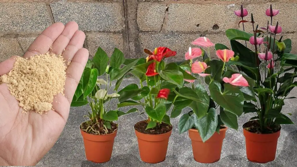 Obtenga flores exuberantes para todas las flores de su hogar con solo una cucharada – Mis Consejos Jardinería