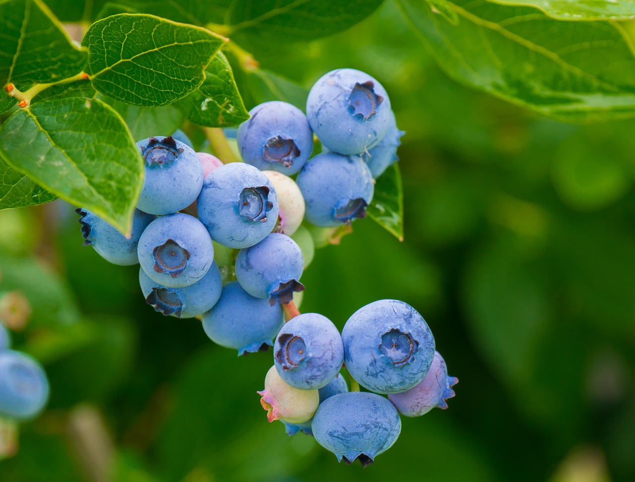How To Grow Your Own Blueberries