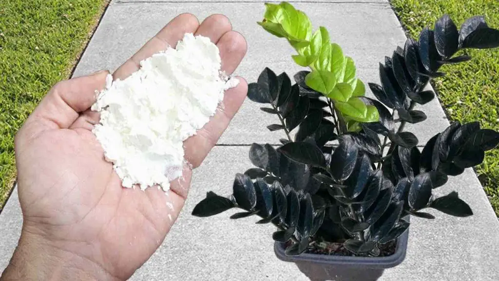 Repele las plagas mejor que los gases lacrimógenos: los pulgones y las hormigas desaparecerán. – Mis Consejos Jardinería
