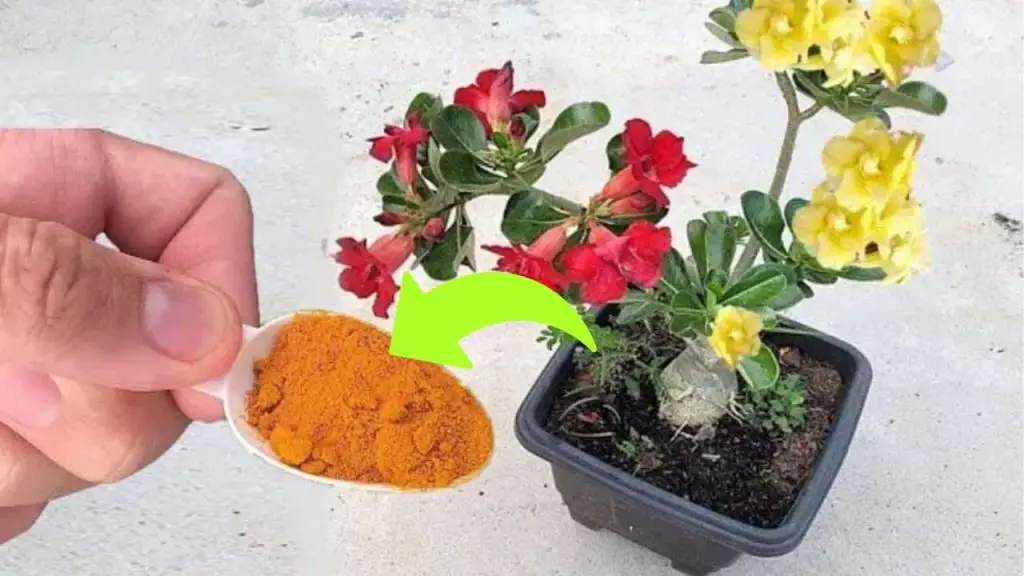 Campanillas, con una pizca de esto las harás florecer todo el año – Mis Consejos Jardinería