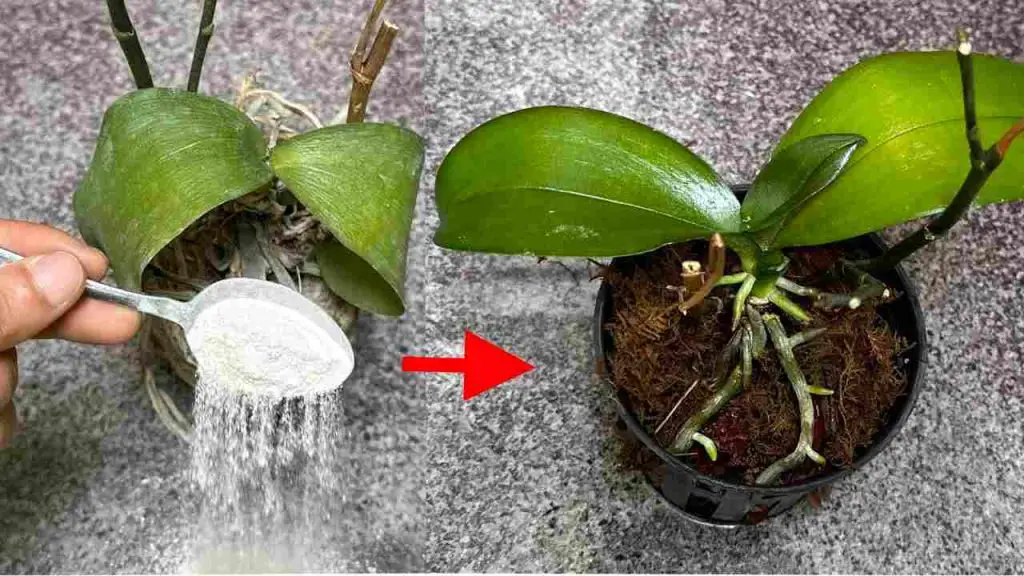 Parece casi imposible, pero todo es cierto: resucita tus plantas muertas – Mis Consejos Jardinería