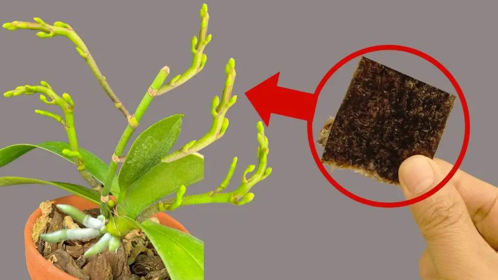 Usa este truco y sorpréndete: volarás por los aires todo el orquideario – Mis Consejos Jardinería