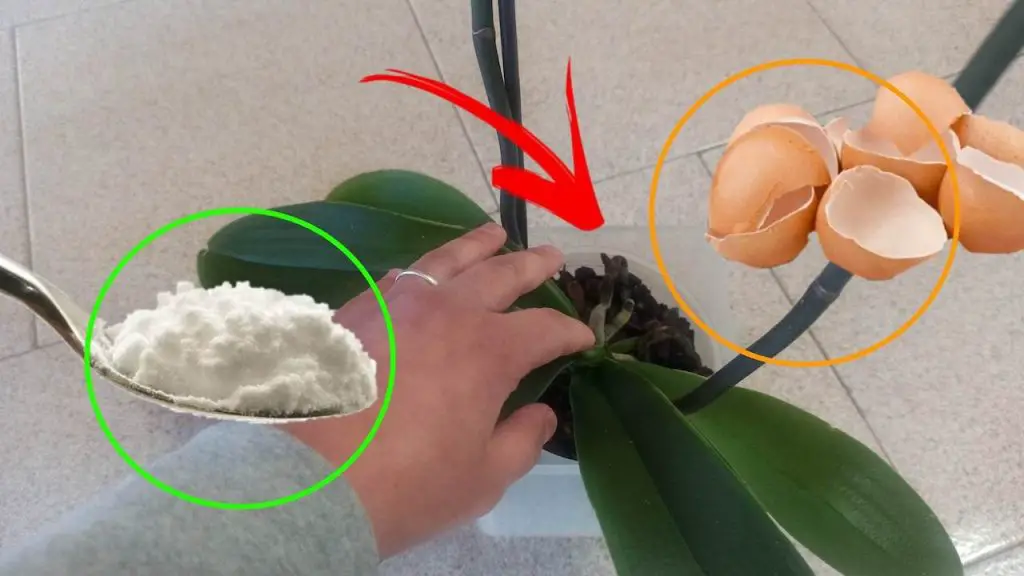 El TRUCO para mantener hidratadas las raíces de las orquídeas – Mis Consejos Jardinería