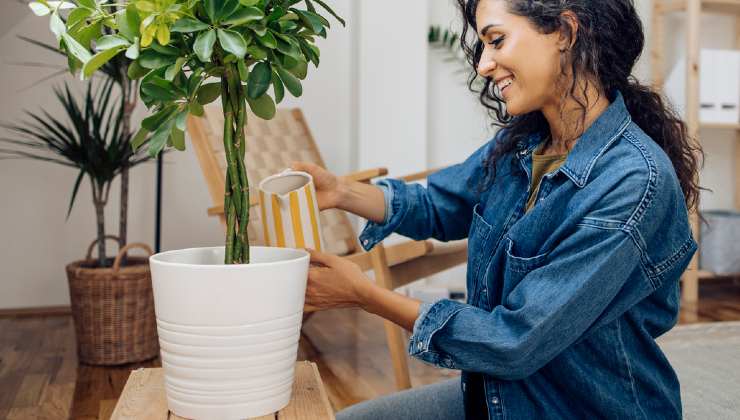 leche en plantas leche en plantas