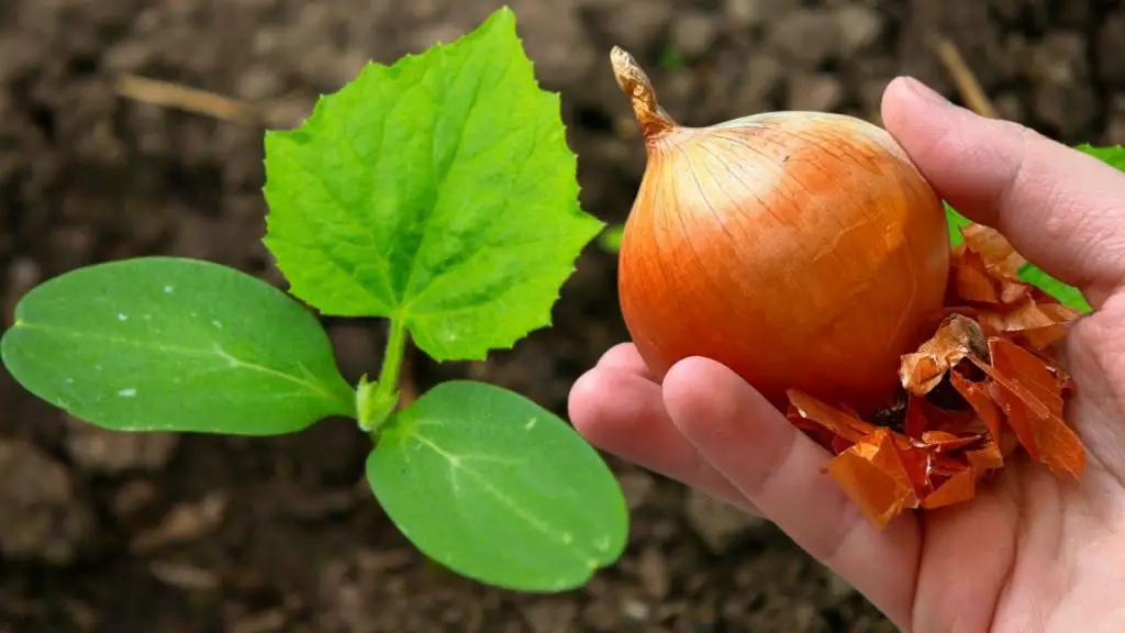 No tires más las pieles de cebolla, pueden solucionar uno de los mayores problemas de tus plantas – Mis Consejos Jardinería