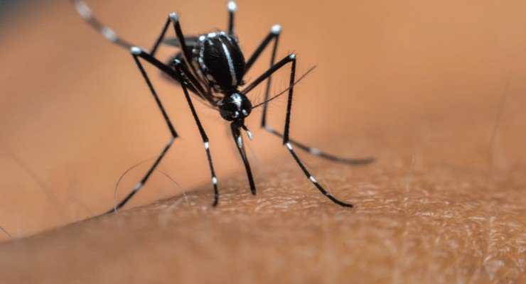 Mantenga alejados a los mosquitos