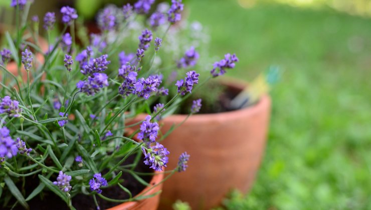 lavanda
