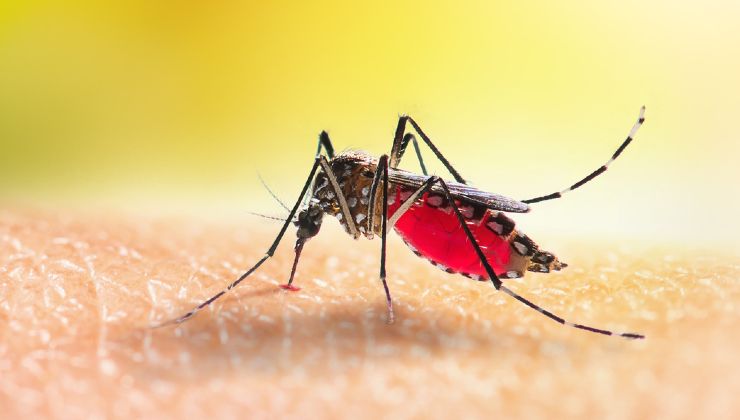 escondite de mosquitos