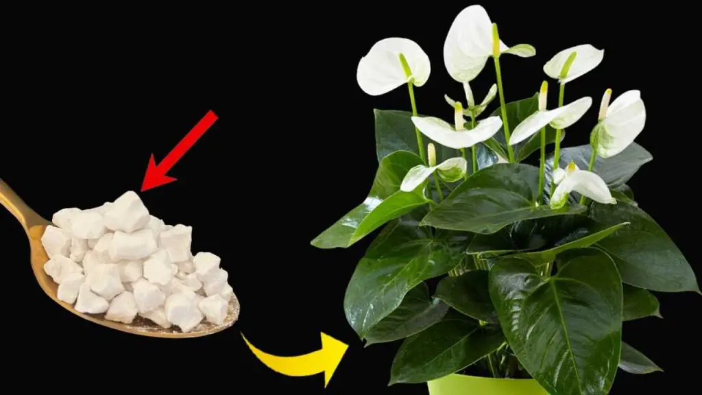 Lirio de la paz, solo con este ingrediente florece hasta 10 años seguidos – Mis Consejos Jardinería