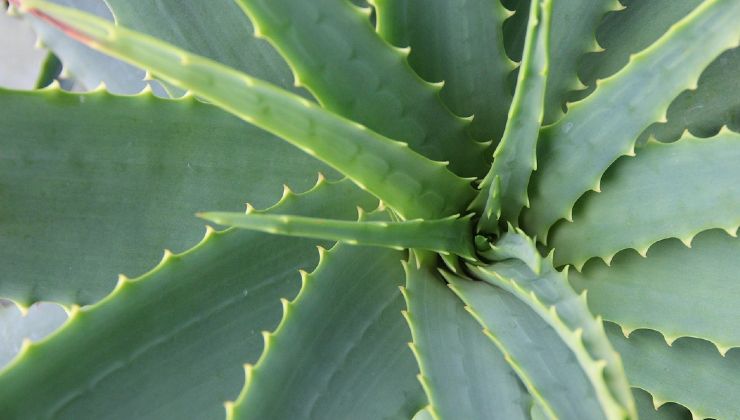 Aloe vera Aloe vera
