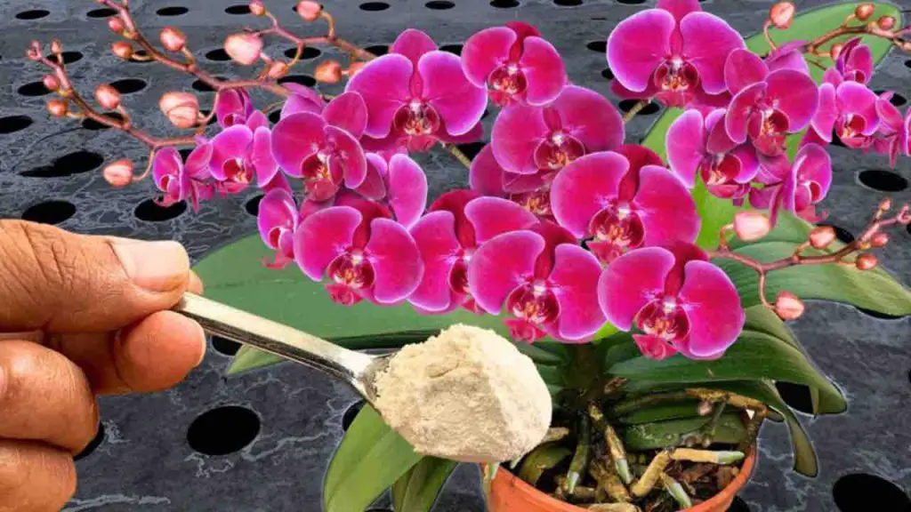 Hazlo e incluso los vecinos querrán saber cómo haces para tener orquídeas tan exuberantes – Mis Consejos Jardinería