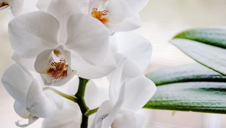 Orquídea blanca