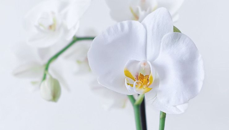Hermosa orquídea