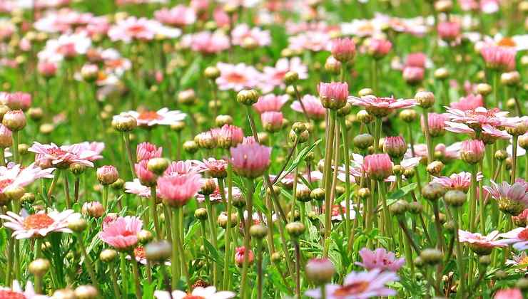 Flores