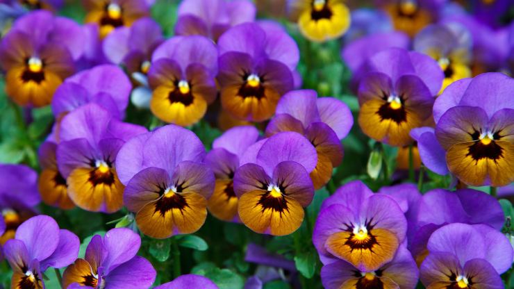 exuberantes violetas