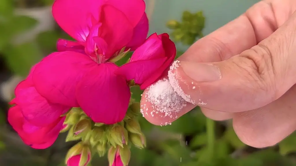 Geranios y violetas súper frondosos con este remedio natural sin costo – Mis Consejos Jardinería