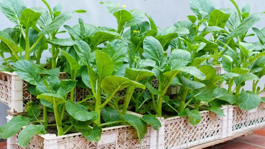 10 vegetales y plantas que puedes comer una vez y seguir creciendo para siempre – Mis Consejos Jardinería